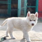 Nolan Siberian Husky