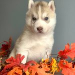 Norris-male-Siberian-Husky-puppy-for-sale-2