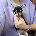 Lattea Chihuahua