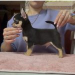 Obar-male-Chihuahua-puppy-for-sale-2