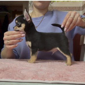 Obar Chihuahua