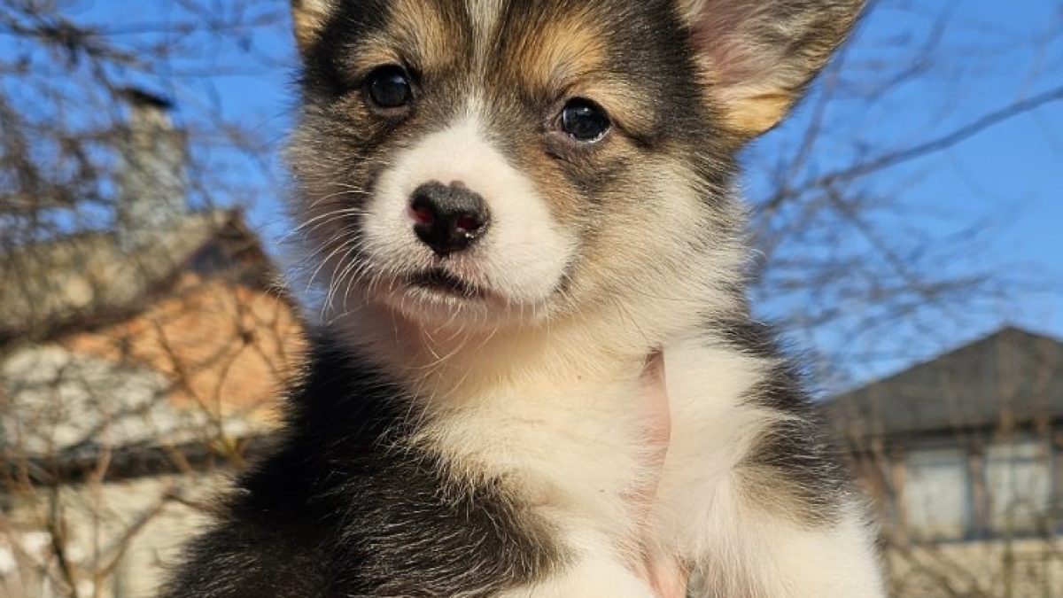 Small Dog Breeds Dog That Looks Like A White Fox Dog Breeds