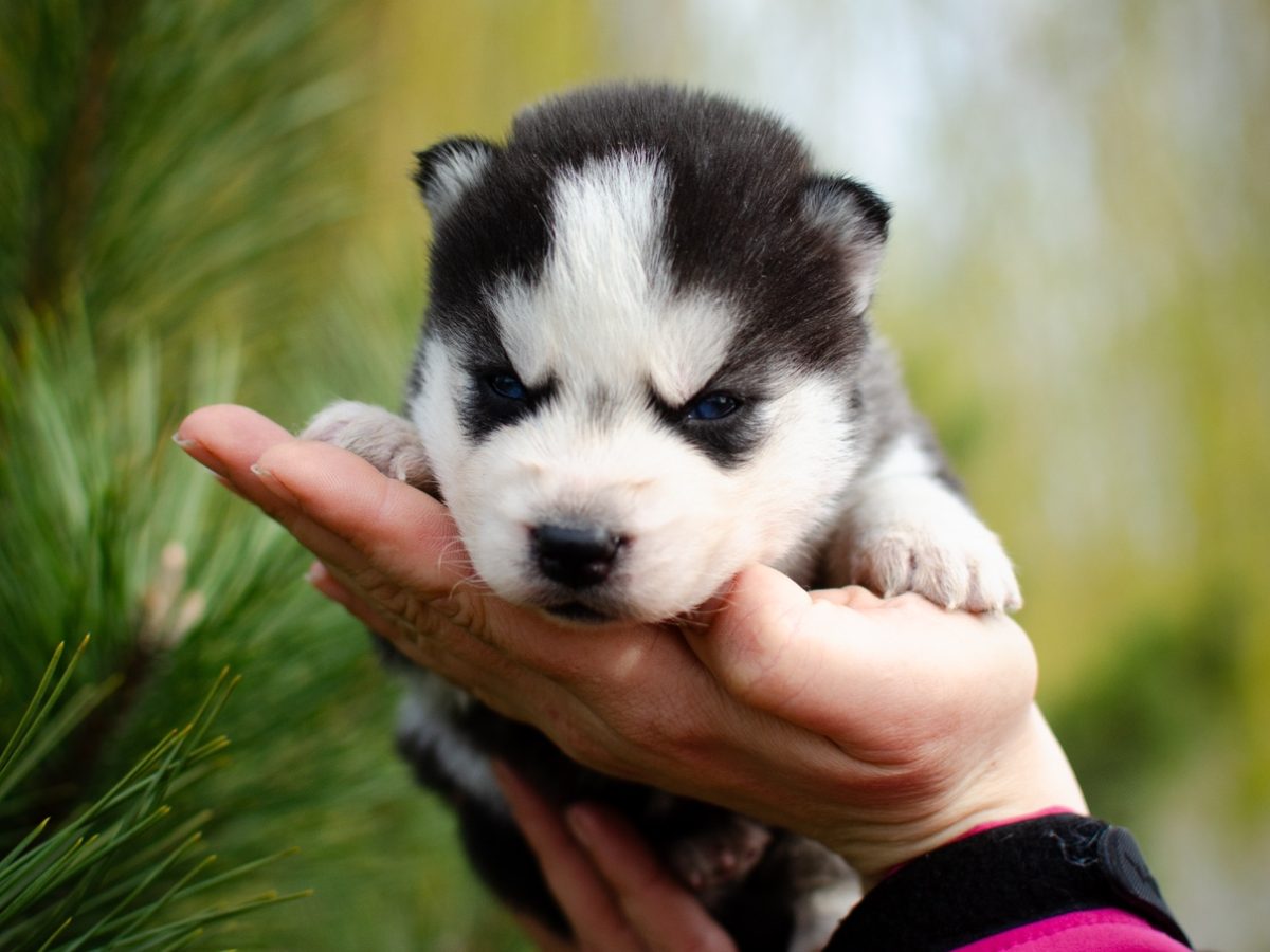 For Sale Husky Dog Shop Near Me Siberian Husky Price In Bangalore