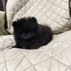 Olimp Pomeranian