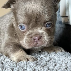 Ollo Fluffy French Bulldog