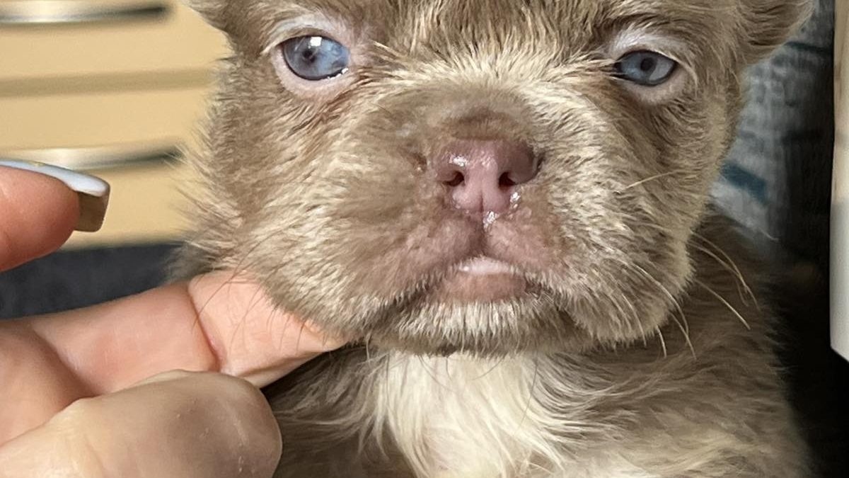 Haired Chihuahua French Bulldog Chihuahua Mix Puppies Fluffy