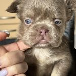 Ozzy Fluffy French Bulldog