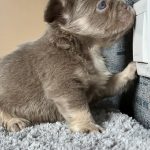 Ollo-male-French-Bulldog-puppy-for-sale-1 (3)