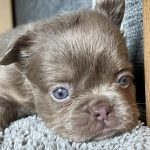 Ollo-male-French-Bulldog-puppy-for-sale-1 (4)