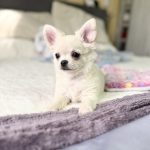Holls Chihuahua