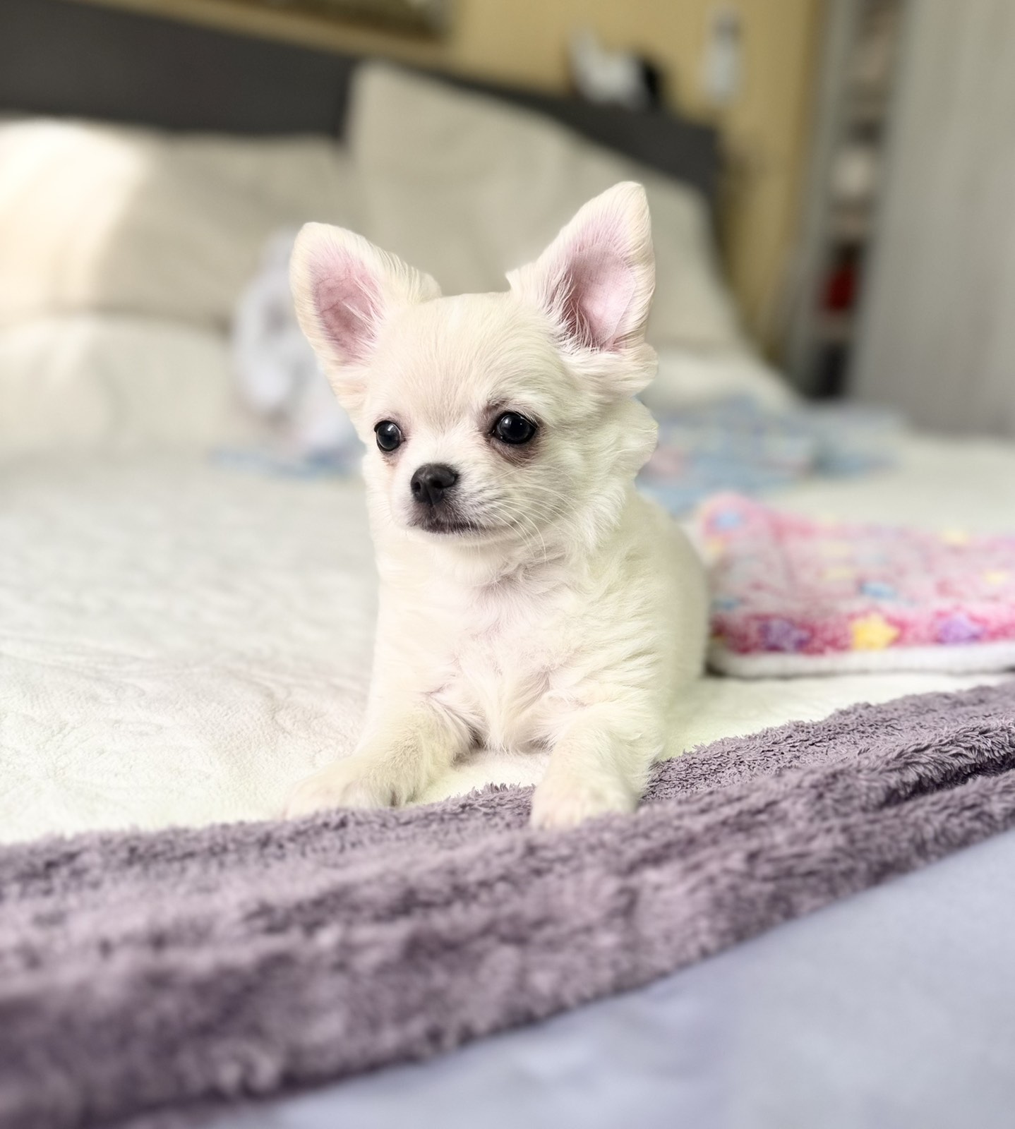 Long Haired Teacup Chihuahua Teacup Chihuahua Applehead Teacup