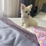 Omris-male-Chihuahua-puppy-for-sale-2