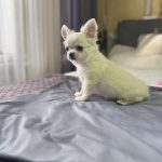Omris-male-Chihuahua-puppy-for-sale-3