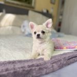 Omris-male-Chihuahua-puppy-for-sale-4