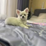 Omris-male-Chihuahua-puppy-for-sale-5