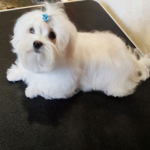 Otis