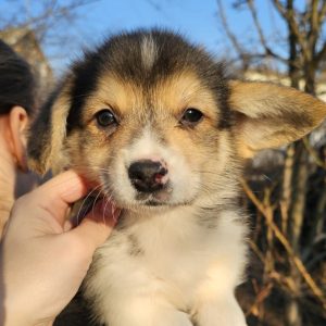 Otty Welsh Corgi
