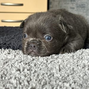 Ozzy Fluffy French Bulldog