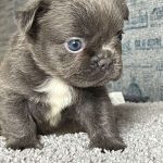 Ozzy-male-French-Bulldog-puppy-for-sale-2 (2)