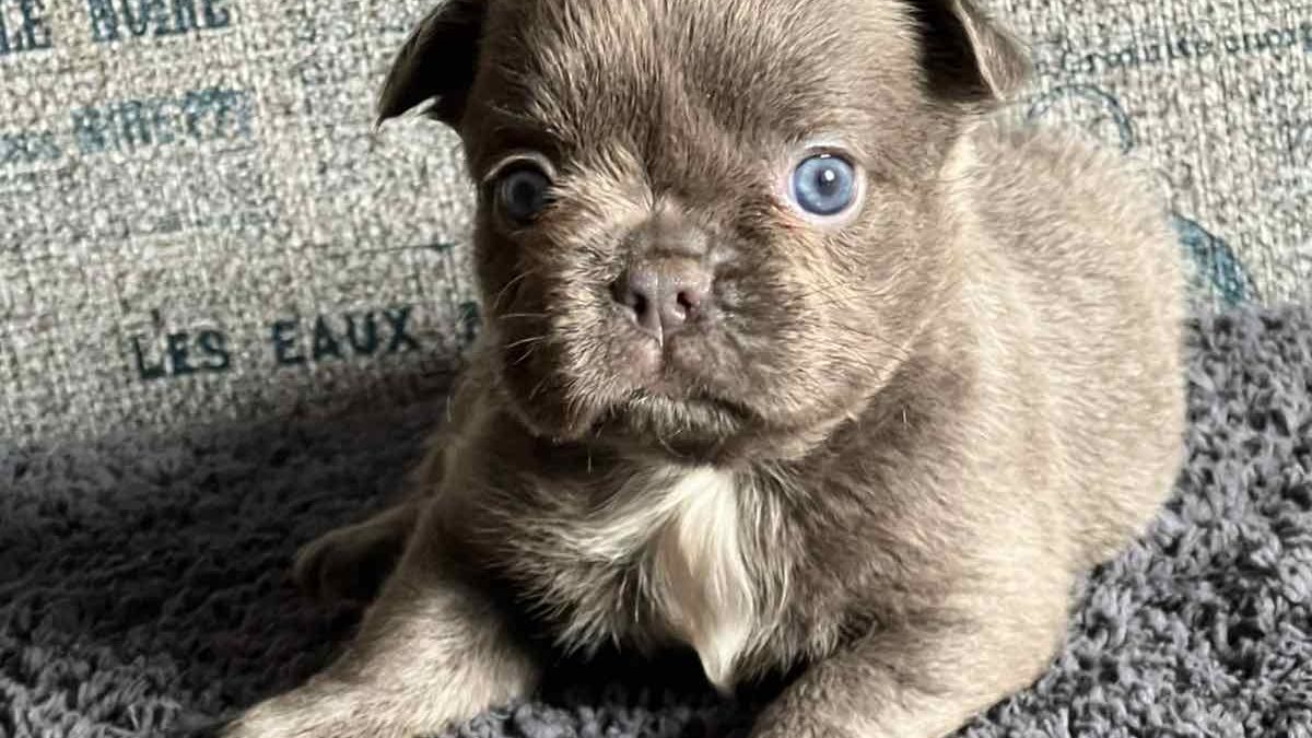 Miniature Blue Fluffy Frenchie For Sale Bulldog Blue Eyes Mini