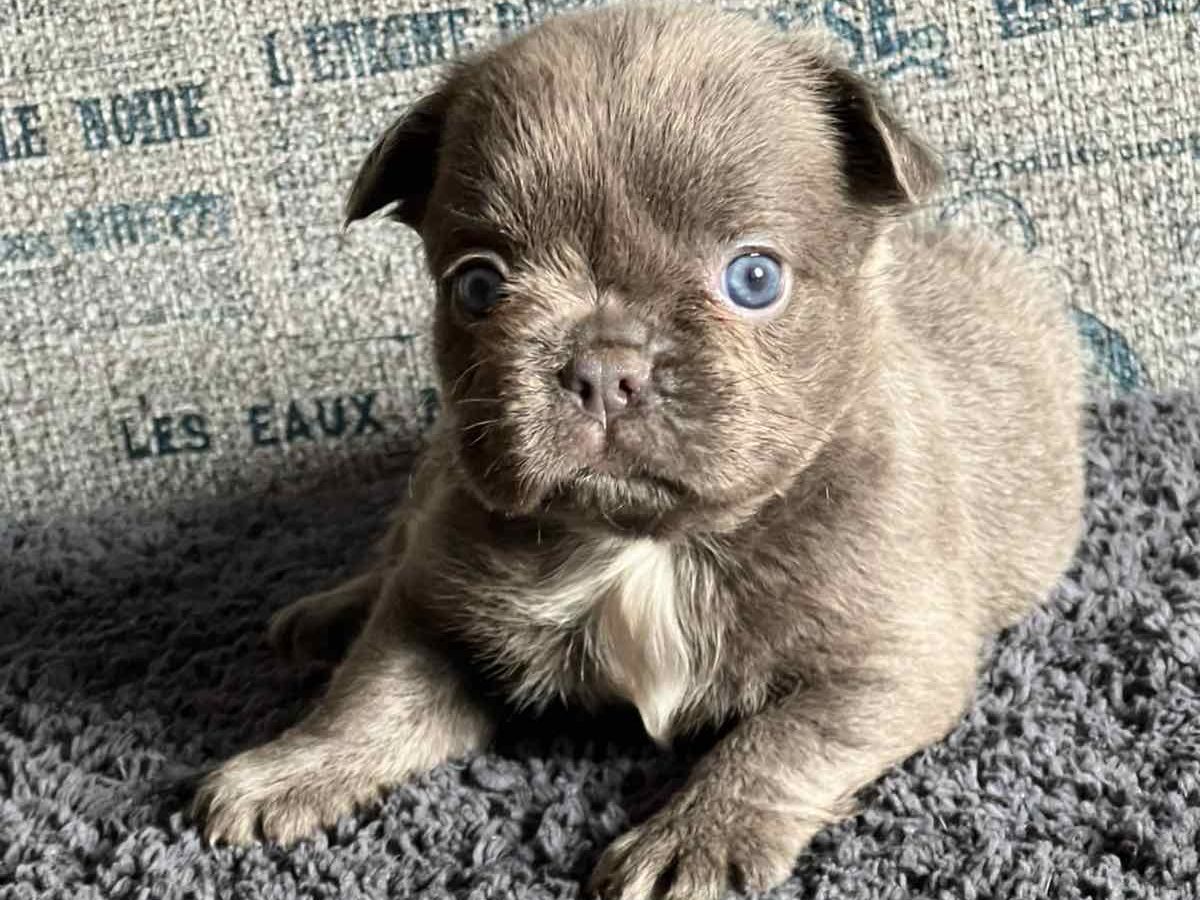Husky Pug Mix For Sale Chihuahua Pug Types Of Pug Mixes Chug Pug