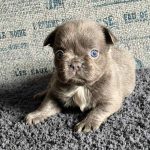 Ozzy-male-French-Bulldog-puppy-for-sale-2 (3)