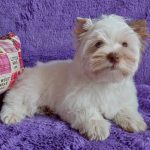 Pandora-female-Yorkshire-Terrier-puppy-for-sale-1