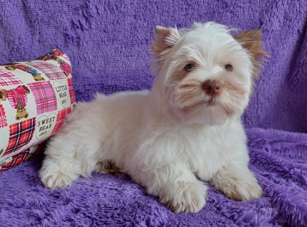 Pandora Yorkshire Terrier