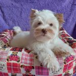 Pandora-female-Yorkshire-Terrier-puppy-for-sale-2