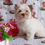 Pandora-female-Yorkshire-Terrier-puppy-for-sale-3