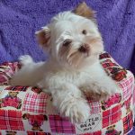 Pandora-female-Yorkshire-Terrier-puppy-for-sale-4
