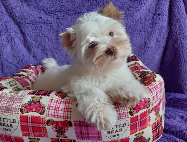 Pandora Yorkshire Terrier