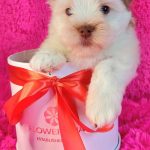Pandora-female-Yorkshire-Terrier-puppy-for-sale-5
