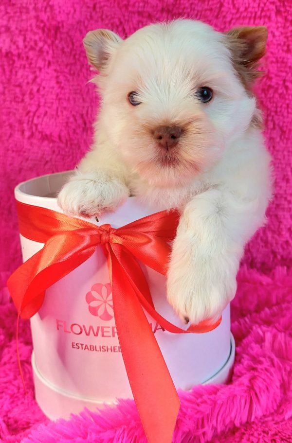 Pandora Yorkshire Terrier