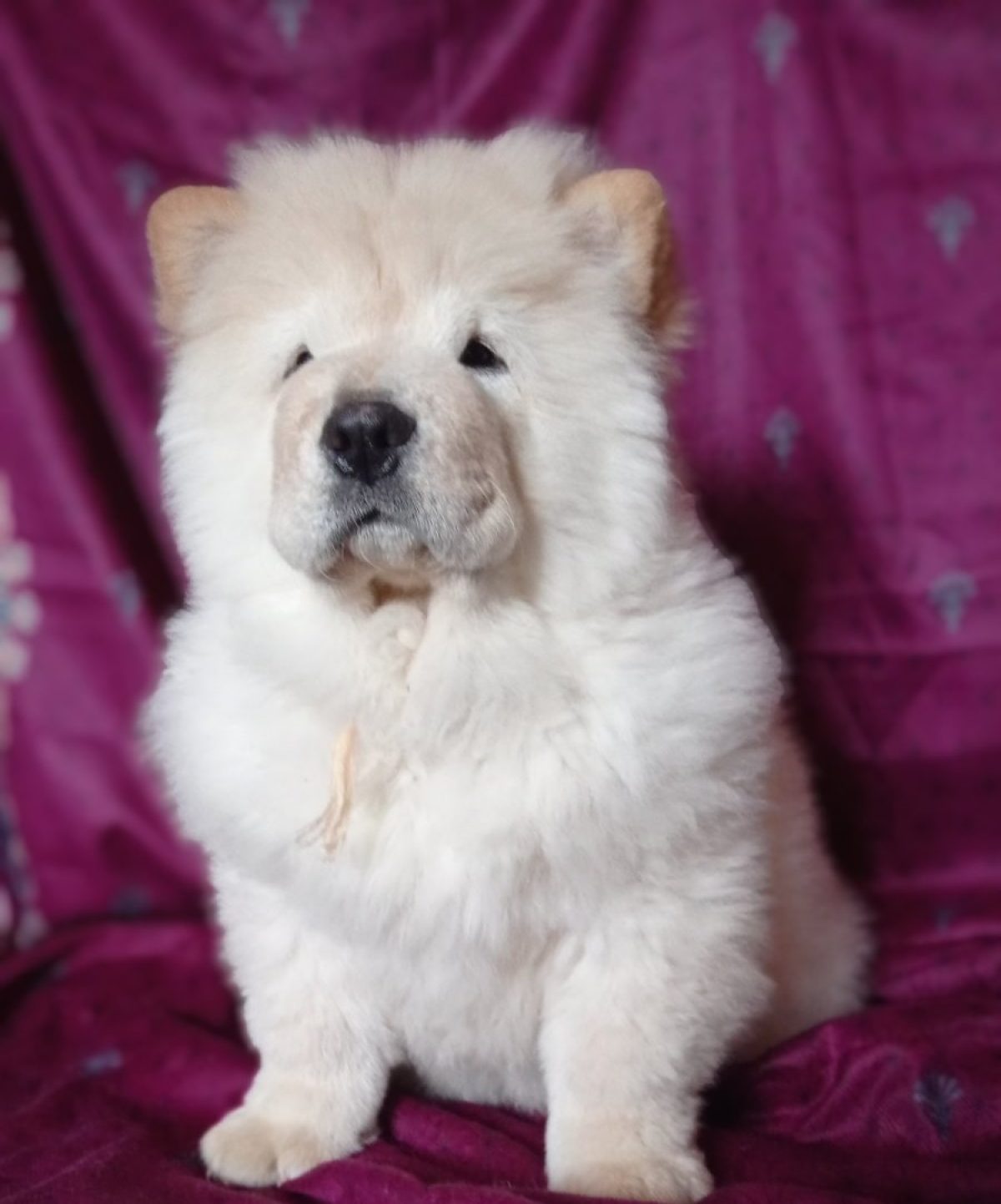 Chow Dogs Pure Chow Chow Price Discount Pure Chow Discount