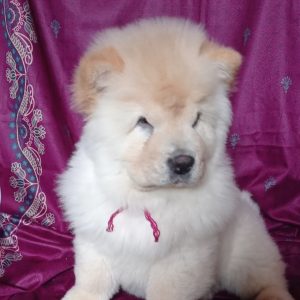 Petra Chow-Chow