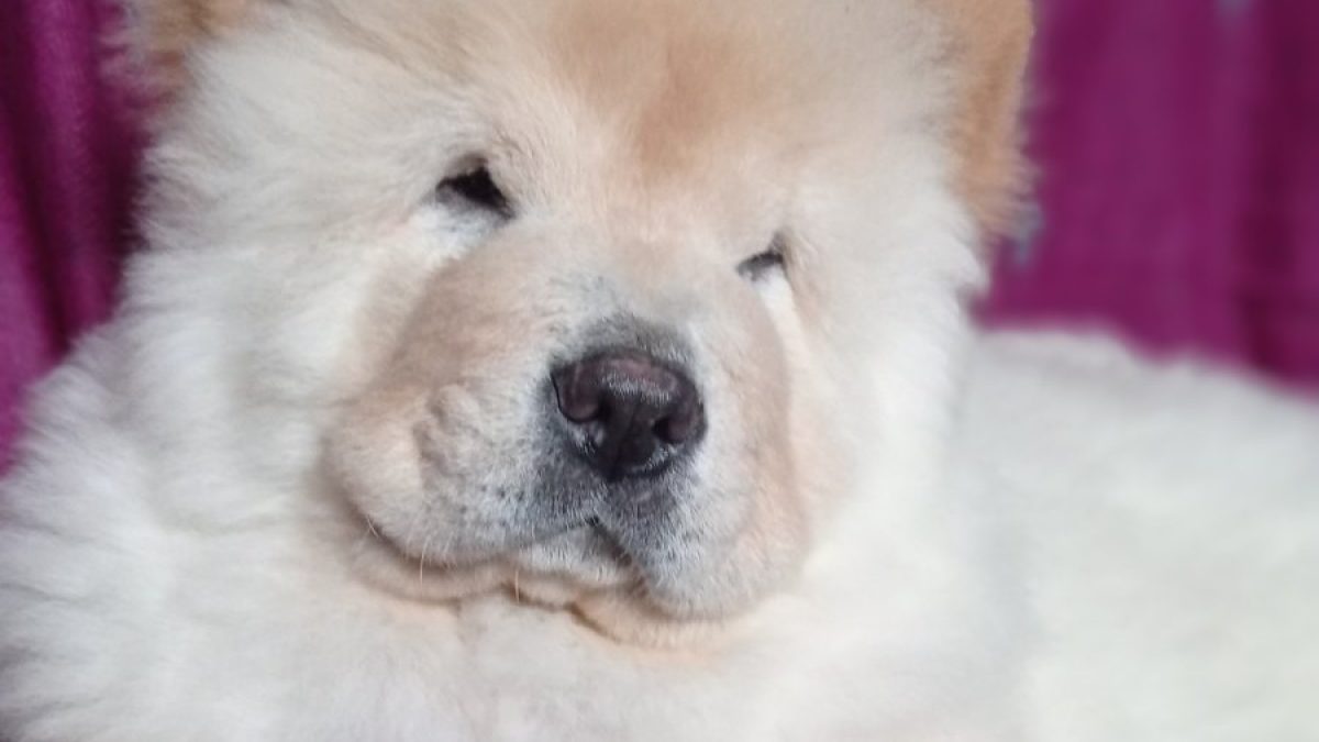 Dog Price Chow Chow White Dog Chow Chow Dog Sale Price In Usa