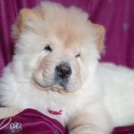 Wasyana Chow-Chow