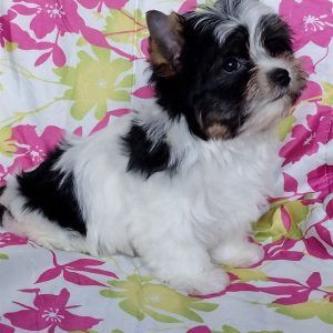 Petunia Biewer Yorkshire Terrier
