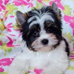 Petunia-female-Biewer-Yorkshire-Terrier-puppy-for-sale-1 (2)