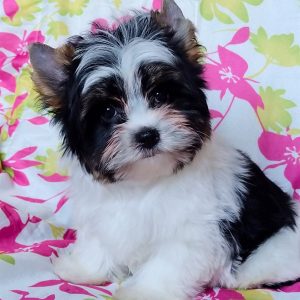 Petunia