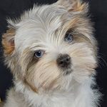 Pandora Yorkshire Terrier