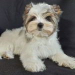 Polli-female-Yorkshire-Terrier-puppy-for-sale-2