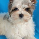 Polli-female-Yorkshire-Terrier-puppy-for-sale-3