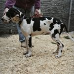 Posh-Letty-female-Great-Dane-puppy-for-sale-1