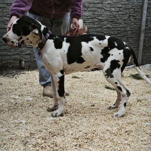 Posh Letty Great Dane
