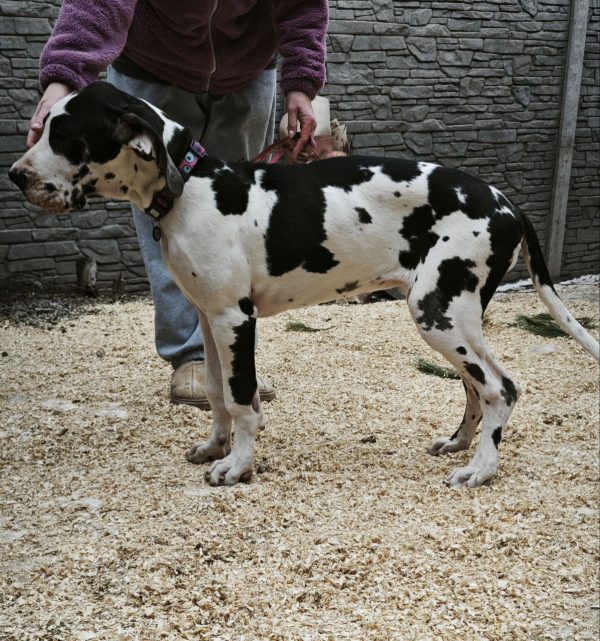 Posh Letty Great Dane
