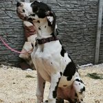 Posh-Letty-female-Great-Dane-puppy-for-sale-2