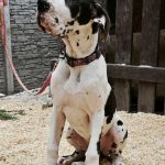 Pretty Great Dane