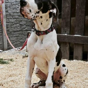 Posh Letty Great Dane
